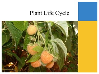 Plant Life Cycle
 