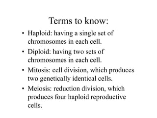 Terms to know:
• Haploid: having a single set of
chromosomes in each cell.
• Diploid: having two sets of
chromosomes in each cell.
• Mitosis: cell division, which produces
two genetically identical cells.
• Meiosis: reduction division, which
produces four haploid reproductive
cells.
 