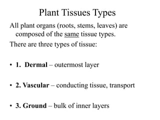 Plant Tissues Types
All plant organs (roots, stems, leaves) are
composed of the same tissue types.
There are three types of tissue:
• 1. Dermal – outermost layer
• 2. Vascular – conducting tissue, transport
• 3. Ground – bulk of inner layers
 