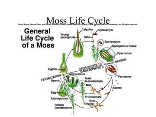 Moss Life Cycle
 