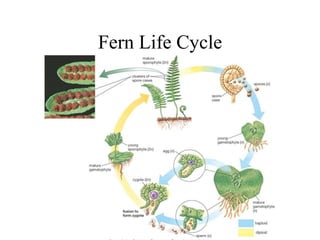 Fern Life Cycle
 