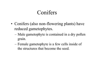 Conifers
• Conifers (also non-flowering plants) have
reduced gametophytes.
– Male gametophyte is contained in a dry pollen
grain.
– Female gametophyte is a few cells inside of
the structures that become the seed.
 
