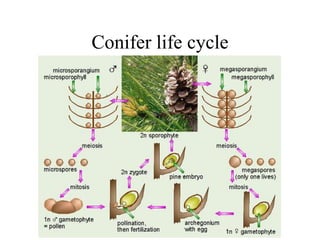 Conifer life cycle
 