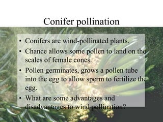 Conifer pollination
• Conifers are wind-pollinated plants.
• Chance allows some pollen to land on the
scales of female cones.
• Pollen germinates, grows a pollen tube
into the egg to allow sperm to fertilize the
egg.
• What are some advantages and
disadvantages to wind pollination?
 