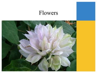 Flowers
 