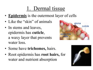 1. Dermal tissue
• Epidermis is the outermost layer of cells
• Like the “skin” of animals
• In stems and leaves,
epidermis has cuticle,
a waxy layer that prevents
water loss.
• Some have trichomes, hairs.
• Root epidermis has root hairs, for
water and nutrient absorption
 