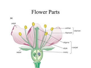 Flower Parts
 