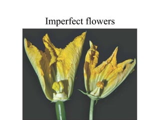 Imperfect flowers
 