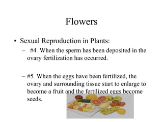 Flowers
• Sexual Reproduction in Plants:
– #4 When the sperm has been deposited in the
ovary fertilization has occurred.
– #5 When the eggs have been fertilized, the
ovary and surrounding tissue start to enlarge to
become a fruit and the fertilized eggs become
seeds.
 