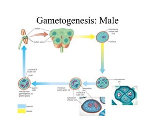 Gametogenesis: Male
 