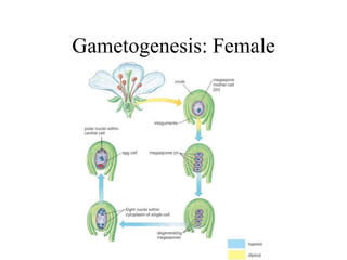 Gametogenesis: Female
 