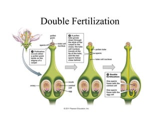 Double Fertilization
 