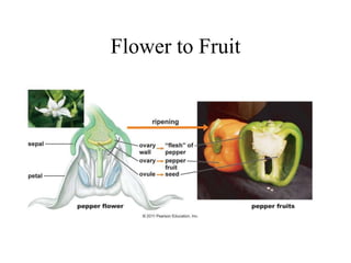 Flower to Fruit
 