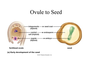Ovule to Seed
 