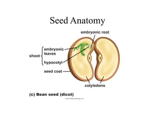 Seed Anatomy
 