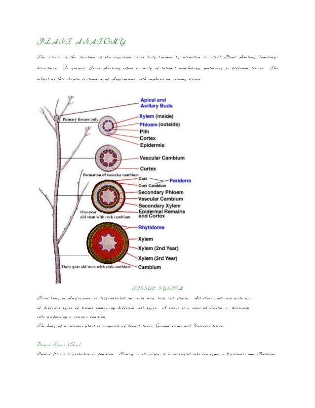 Plant anatomy
