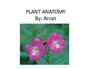 PLANT ANATOMY
By: Arran
 