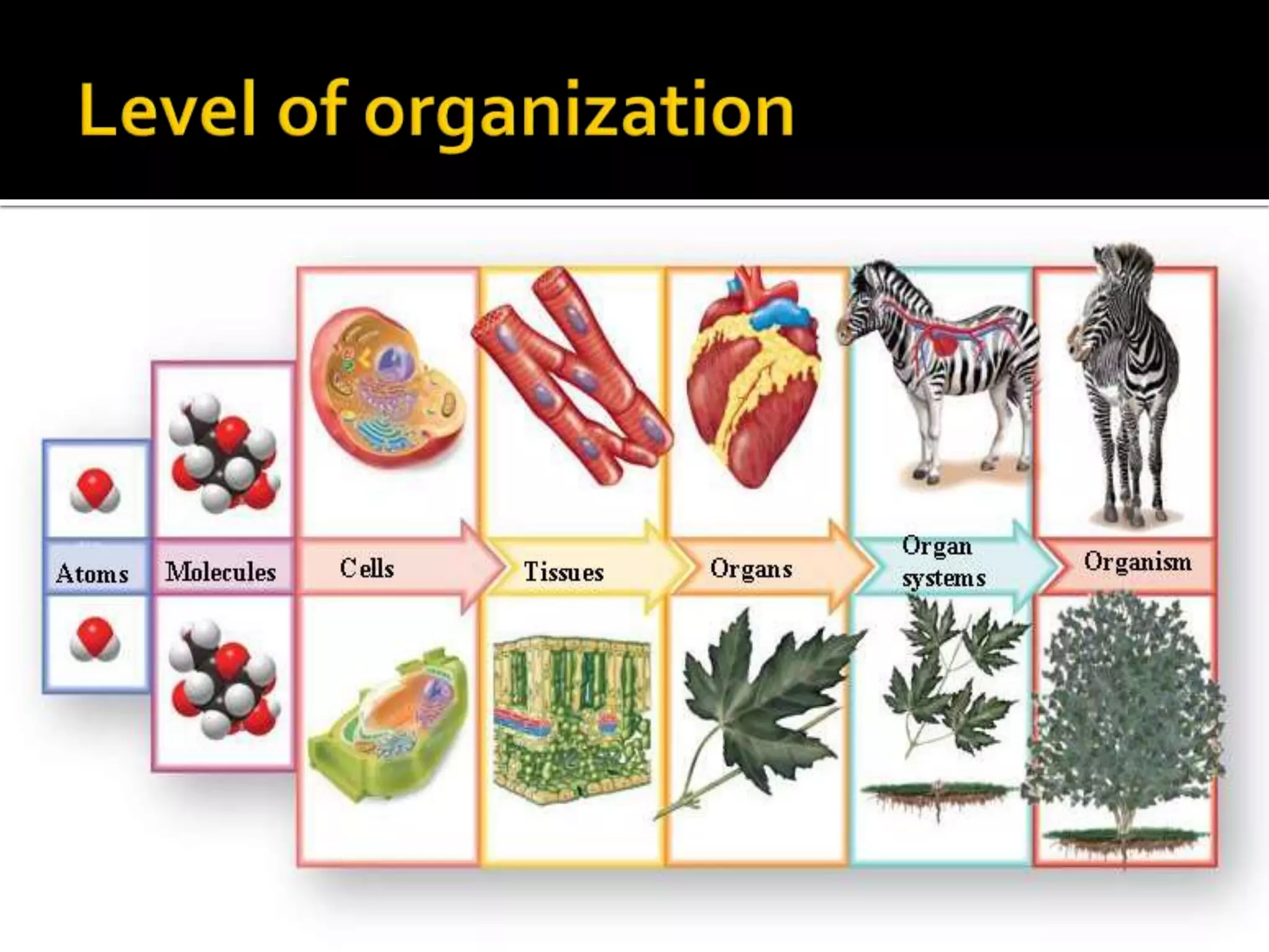 Plant anatomy PPT