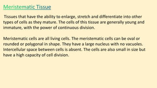 Tissues that have the ability to enlarge, stretch and differentiate into other
types of cells as they mature. The cells of this tissue are generally young and
immature, with the power of continuous division.
Meristematic cells are all living cells. The meristematic cells can be oval or
rounded or polygonal in shape. They have a large nucleus with no vacuoles.
Intercellular space between cells is absent. The cells are also small in size but
have a high capacity of cell division.
 