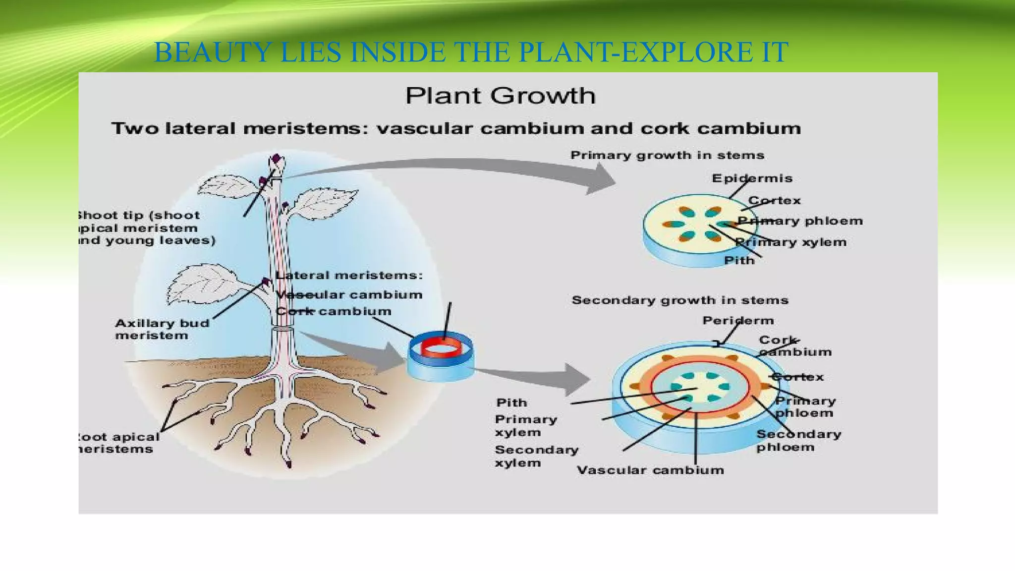Secondary Growth in Dicot Stem & Root | PDF