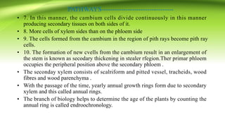 PATHWAYS---------------------------------
• 7. In this manner, the cambium cells divide continuously in this manner
producing secondary tissues on both sides of it.
• 8. More cells of xylem sides than on the phloem side
• 9. The cells formed from the cambium in the region of pith rays become pith ray
cells.
• 10. The formation of new cvells from the cambium result in an enlargement of
the stem is known as secodary thickening in stealer rfegion.Ther primar phloem
occupies the peripheral position above the secondary phloem .
• The seconday xylem consists of scalriform and pitted vessel, tracheids, wood
fibres and wood parenchyma .
• With the passage of the time, yearly annual growth rings form due to secondary
xylem and this called annual rings.
• The branch of biology helps to determine the age of the plants by counting the
annual ring is called endroochronology.
 