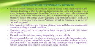 EXTRA-STELAR SECONDAREY GROWTH
• The considerable amount of secondary vasular tissues in the stlear region exerts
pressure developed within the stele and it is transmitted to the extrastelear region
when the epidermis ruptured, the cells of the cortex are crushed, the epidermis is
stretchedx and tends to be ruptured.So, to withstand the pressure, a special
protective tissues are formed usually replacing the peripheral tissues of stems.The
protective tissues are known as Periderm which is formed as a result of
extrastelear growth.
• In between the epidermis and cortex or phloem, some cells become meristematic
termed as phellogen or cork cambium.
• Unseriate, polygonal or rectangular in shape compactly set with little interc
ellular spaces.
• The cork cambium divides mainly tangentially oor less radially.
• The peripheral derivatives of cork cambium known as phellem-rectangular,
compactly set without intercellular spaces, 2-20 in rows form phellem or cork is
dead at maturity.The suberin, wax and the fatty substances make it impervious
but non-suberized cells occur in the phellem called Phelloids.
 