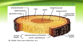 INSIDE A TREE TRUNK-AWESOME BEAUTY OF NATURE
 