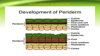 DEVELOPMENT OF PERIDERM
 