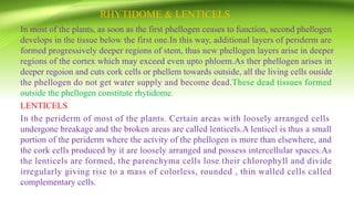 RHYTIDOME & LENTICELS
In most of the plants, as soon as the first phellogen ceases to function, second phellogen
develops in the tissue below the first one.In this way, additional layers of periderm are
formed progressively deeper regions of stem, thus new phellogen layers arise in deeper
regions of the cortex which may exceed even upto phloem.As ther phellogen arises in
deeper regoion and cuts cork cells or phellem towards outside, all the living cells ouside
the phellogen do not get water supply and become dead.These dead tissues formed
outside the phellogen constitute rhytidome.
LENTICELS
In the periderm of most of the plants. Certain areas with loosely arranged cells
undergone breakage and the broken areas are called lenticels.A lenticel is thus a small
portion of the periderm where the actvity of the phellogen is more than elsewhere, and
the cork cells produced by it are loosely arranged and possess intercellular spaces.As
the lenticels are formed, the parenchyma cells lose their chlorophyll and divide
irregularly giving rise to a mass of colorless, rounded , thin walled cells called
complementary cells.
 