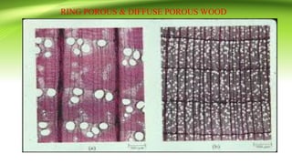 RING POROUS & DIFFUSE POROUS WOOD
 