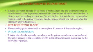 SECONARY GROWTH IN DICOT ROOT
• Radial vascular bundle with exarch protoxylem are the characteristic of
roots.Primary xylem & primary phloem lie in separate and alternate to each other.In
dicot roots, secondary tissues are formed both at intrastelar and extrastelar
regions.Intially, the primary vascular bundles appear closed one but soon after, the
seconadry growth takes place.
• HOW DOES IT TAKE PLACE?
• The secondary growth restricted in two regions: Extrastelar & Intrastelar region.
• INTRASTELAR REGION:
• It takes place by the secondary cambium as the primary cambium remains absent.
The entire process of the secondary growth in the intrastelar region takes place by the
following sequences.
 