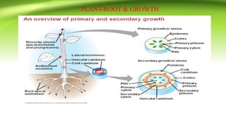 PLANT-ROOT & GROWTH
 