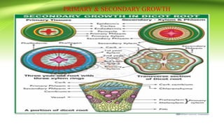 PRIMARY & SECONDARY GROWTH
 