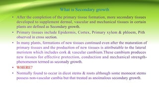 What is Secondary growth
• WHERE?
 