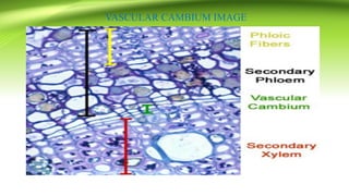VASCULAR CAMBIUM IMAGE
 