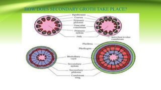 HOW DOES SECONDARY GROTH TAKE PLACE?
 