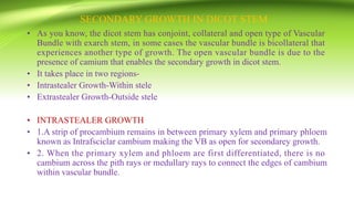 SECONDARY GROWTH IN DICOT STEM
• As you know, the dicot stem has conjoint, collateral and open type of Vascular
Bundle with exarch stem, in some cases the vascular bundle is bicollateral that
experiences another type of growth. The open vascular bundle is due to the
presence of camium that enables the secondary growth in dicot stem.
• It takes place in two regions-
• Intrastealer Growth-Within stele
• Extrastealer Growth-Outside stele
• INTRASTEALER GROWTH
• 1.A strip of procambium remains in between primary xylem and primary phloem
known as Intrafsciclar cambium making the VB as open for secondarey growth.
• 2. When the primary xylem and phloem are first differentiated, there is no
cambium across the pith rays or medullary rays to connect the edges of cambium
within vascular bundle.
 