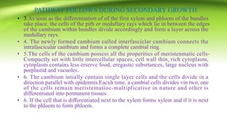 PATHWAY FOLLOWS DURING SECONDARY GROWTH
• 3.As soon as the differentiation of of the first xylem and phloem of the bundles
take place, the cells of the pith or medullary rays which lie in between the edges
of the cambium within bundles divide accordingly and form a layer across the
medullary rays.
• 4. The newly formed cambium called interfasciclar cambium connects the
intrafascicular cambium and forms a complete cambial ring.
• 5.The cells of the cambium possess all the properities of meristenmatic cells-
Compactly set with little intercellular spaces, cell wall thin, rich cytoplasm,
cytoplasm contains less erserve food, eregastic subsrtances, large nucleus with
porplastid and vacuoles.
• 6. The cambium intially contain single layer cells and the cells divide in a
direction parallel with epidermis.Eacxh time, a cambial cells divides vin two, one
of the cells remain meristematioc-multiplicative in nature and other is
differentiated into permanent tissues
• 6. If the cell that is differentiated next to the xylem forms xylem and if it is next
to the phloem to form phloem.
 
