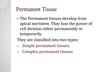 Simple Permanent Tissues
 Simple tissues are composed of one
type of cells only.
 The cells are structurally and
functio...