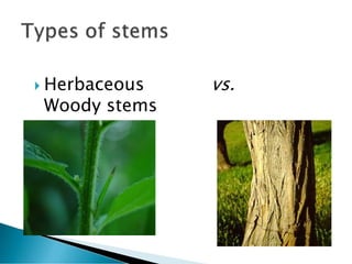 Plant anatomy-1 | PDF