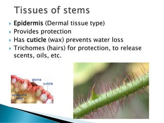Protoderma Plant anatomy-1 | PDF
