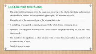 Protoderma Plant anatomy and physiology.pptx