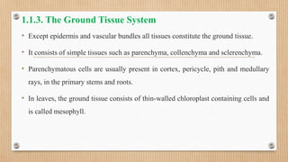 Plant anatomy and physiology.pptx