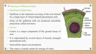 Plant anatomy and physiology.pptx
