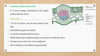 Plant anatomy and physiology.pptx