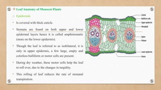 Plant anatomy and physiology.pptx