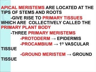 APICAL MERISTEMS ARE LOCATED AT THE
TIPS OF STEMS AND ROOTS
-GIVE RISE TO PRIMARY TISSUES
WHICH ARE COLLECTIVELY CALLED THE
PRIMARY PLANT BODY
-THREE PRIMARY MERISTEMS
-PROTODERM → EPIDERMIS
-PROCAMBIUM → 1O
VASCULAR
TISSUE
-GROUND MERISTEM → GROUND
TISSUE
 