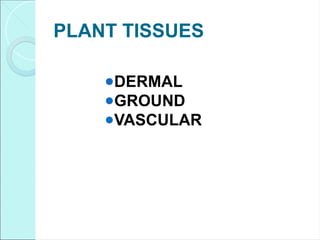 PLANT TISSUES
●DERMAL
●GROUND
●VASCULAR
 