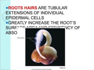 ●ROOTS HAIRS ARE TUBULAR
EXTENSIONS OF INDIVIDUAL
EPIDERMAL CELLS
●GREATLY INCREASE THE ROOT’S
SURFACE AREA AND EFFICIENCY OF
ABSORPTION
 