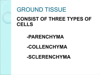 GROUND TISSUE
CONSIST OF THREE TYPES OF
CELLS
-PARENCHYMA
-COLLENCHYMA
-SCLERENCHYMA
 